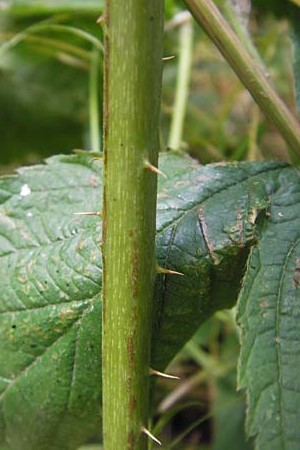 Rubus cuspidatus ? \ Zugespitzte Haselblatt-Brombeere / Cuspidate Bramble, D Eppingen-Elsenz 22.6.2013