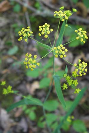 Bupleurum falcatum \ Langblttriges Hasenohr, Sichelblttriges Hasenohr / Sickle-Leaved Hare's Ear, D Thüringen, Drei Gleichen 6.8.2013