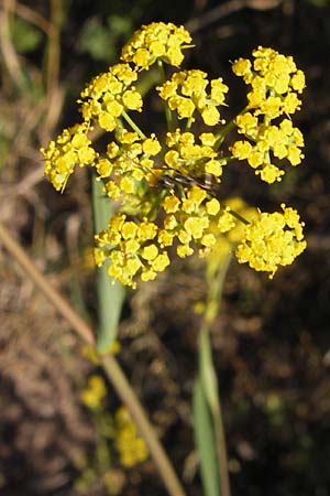 Bupleurum falcatum \ Langblttriges Hasenohr, Sichelblttriges Hasenohr / Sickle-Leaved Hare's Ear, D Thüringen, Drei Gleichen 6.8.2013