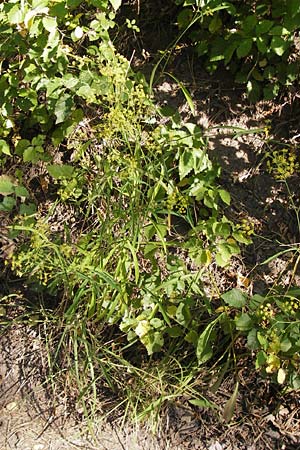 Bupleurum falcatum \ Langblttriges Hasenohr, Sichelblttriges Hasenohr / Sickle-Leaved Hare's Ear, D Thüringen, Drei Gleichen 6.8.2013