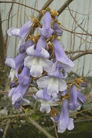 Paulownia tomentosa \ Blauglockenbaum / Princess Tree, Foxglove Tree, D Mannheim 3.5.2010