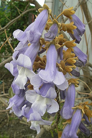 Paulownia tomentosa \ Blauglockenbaum / Princess Tree, Foxglove Tree, D Mannheim 3.5.2010