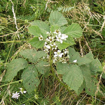 Rubus corylifolius agg. \ Haselblatt-Brombeere / Hazel-Leaved Bramble, D Bönnigheim 22.6.2013