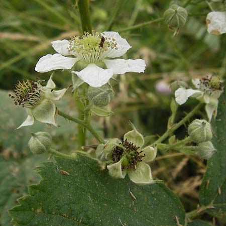 Rubus corylifolius agg. \ Haselblatt-Brombeere / Hazel-Leaved Bramble, D Bönnigheim 22.6.2013