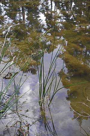 Juncus acutiflorus \ Spitzbltige Binse / Sharp-flowered Rush, D Hassloch 9.7.2009
