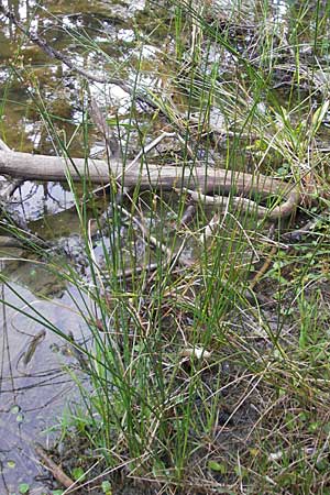 Juncus acutiflorus \ Spitzbltige Binse / Sharp-flowered Rush, D Hassloch 9.7.2009