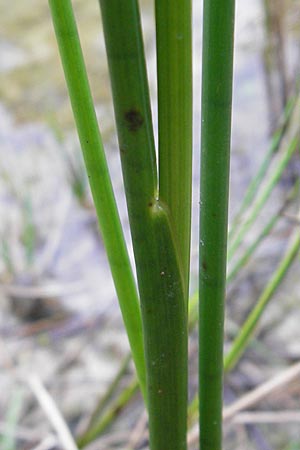 Juncus acutiflorus \ Spitzbltige Binse / Sharp-flowered Rush, D Hassloch 9.7.2009