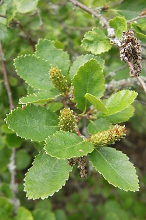 Betula humilis \ Strauch-Birke / Shrubby Birch, D Botan. Gar.  Universit.  Tübingen 3.7.2011