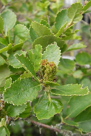 Betula humilis \ Strauch-Birke / Shrubby Birch, D Botan. Gar.  Universit.  Tübingen 3.7.2011