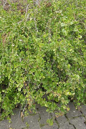 Betula humilis \ Strauch-Birke / Shrubby Birch, D Botan. Gar.  Universit.  Tübingen 3.7.2011