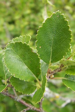 Betula humilis \ Strauch-Birke / Shrubby Birch, D Botan. Gar.  Universit.  Tübingen 3.7.2011