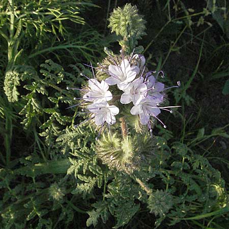 Phacelia tanacetifolia \ Bschelschn, Bienenfreund / Phacelia, D Mannheim 11.5.2006