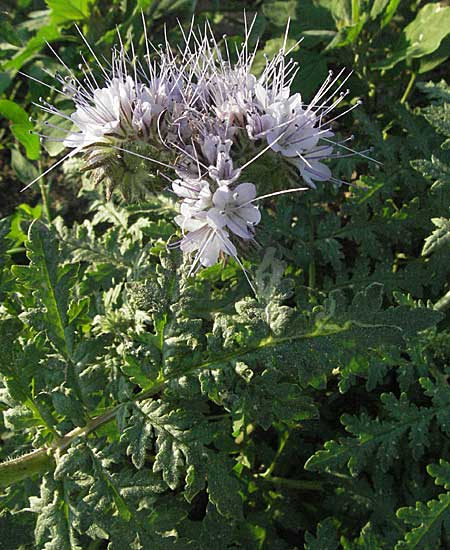 Phacelia tanacetifolia \ Bschelschn, Bienenfreund / Phacelia, D Mannheim 11.5.2006
