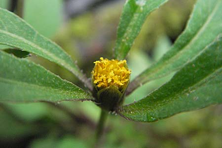 Bidens frondosa \ Schwarzfrchtiger Zweizahn / Devil's Beggartick, D Neckargemünd 24.8.2006