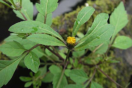Bidens frondosa \ Schwarzfrchtiger Zweizahn / Devil's Beggartick, D Neckargemünd 24.8.2006