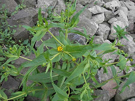 Bidens cernua \ Nickender Zweizahn / Nodding Bur-Marigold, D Mannheim 18.9.2006