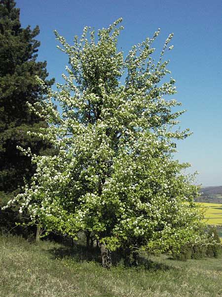 Pyrus communis \ Kultur-Birne, D Apfelberg 14.4.2007