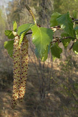 Betula pubescens \ Moor-Birke, Flaum-Birke / Downy Birch, D Allgäu, Gebrazhofen 21.4.2007