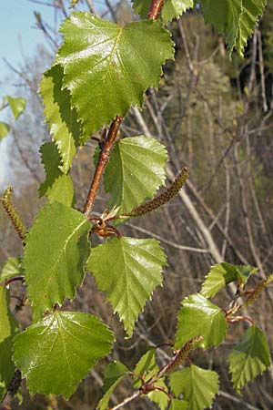Betula pubescens \ Moor-Birke, Flaum-Birke / Downy Birch, D Allgäu, Gebrazhofen 21.4.2007