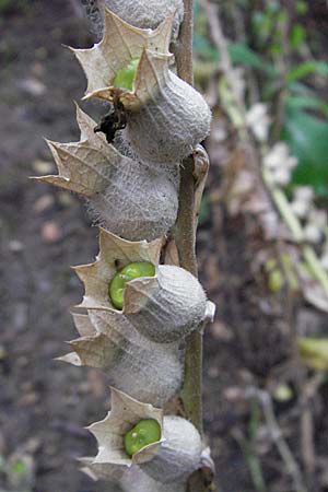 Hyoscyamus niger \ Schwarzes Bilsenkraut / Henbane, D Botan. Gar.  Universit.  Heidelberg 30.6.2007