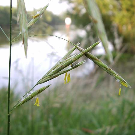 Bromus inermis \ Grannenlose Trespe / Hungarian Brome, D Mannheim 10.6.2008