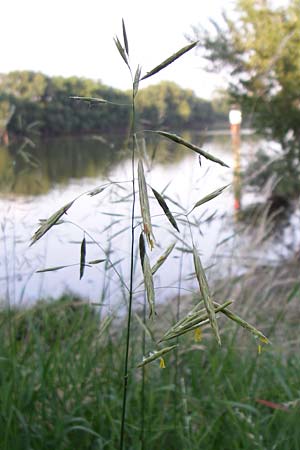 Bromus inermis \ Grannenlose Trespe / Hungarian Brome, D Mannheim 10.6.2008