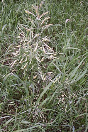 Bromus inermis \ Grannenlose Trespe / Hungarian Brome, D Mannheim 10.6.2008
