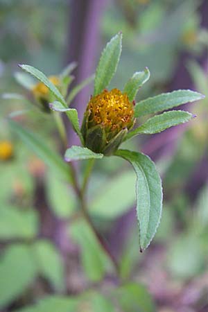 Bidens frondosa \ Schwarzfrchtiger Zweizahn / Devil's Beggartick, D Schriesheim-Altenbach 26.8.2008