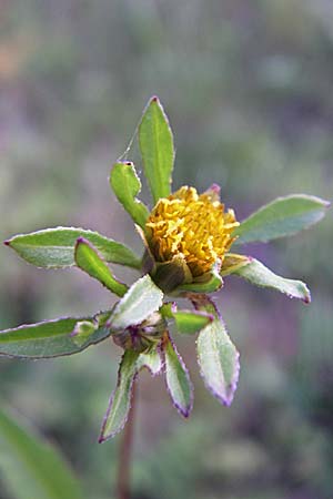 Bidens frondosa \ Schwarzfrchtiger Zweizahn / Devil's Beggartick, D Schriesheim-Altenbach 26.8.2008