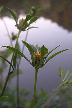 Bidens frondosa \ Schwarzfrchtiger Zweizahn / Devil's Beggartick, D Weinheim an der Bergstraße 26.8.2008