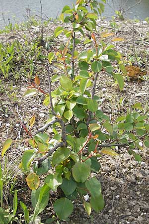 Pyrus pyraster \ Wild-Birne, Holz-Birne / Wild Pear, D Gerolzhofen-Sulzheim 25.4.2009