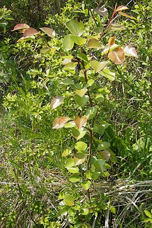 Pyrus pyraster \ Wild-Birne, Holz-Birne / Wild Pear, D Neuleiningen 26.4.2009