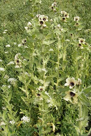 Hyoscyamus niger \ Schwarzes Bilsenkraut / Henbane, D Mannheim 2.5.2009