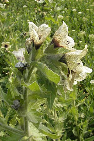 Hyoscyamus niger \ Schwarzes Bilsenkraut / Henbane, D Mannheim 2.5.2009