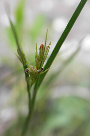 Juncus tenuis \ Zarte Binse / Slender Rush, D Mannheim 16.5.2009