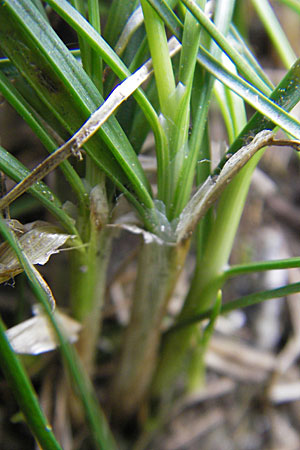 Juncus tenuis \ Zarte Binse / Slender Rush, D Mannheim 16.5.2009
