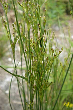 Juncus tenuis \ Zarte Binse / Slender Rush, D Mannheim 16.5.2009