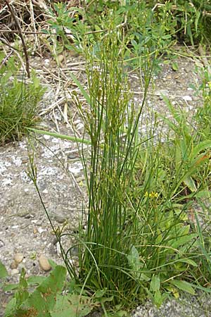Juncus tenuis \ Zarte Binse / Slender Rush, D Mannheim 16.5.2009