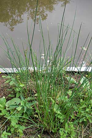 Juncus inflexus \ Blaugrne Binse / Hard Rush, D Eisenberg 28.6.2009