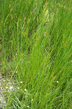 Juncus acutiflorus \ Spitzbltige Binse / Sharp-flowered Rush, D Taunus, Großer Feldberg 11.7.2009