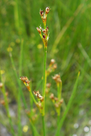 Juncus acutiflorus \ Spitzbltige Binse / Sharp-flowered Rush, D Taunus, Großer Feldberg 11.7.2009