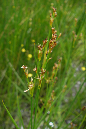 Juncus acutiflorus \ Spitzbltige Binse / Sharp-flowered Rush, D Taunus, Großer Feldberg 11.7.2009