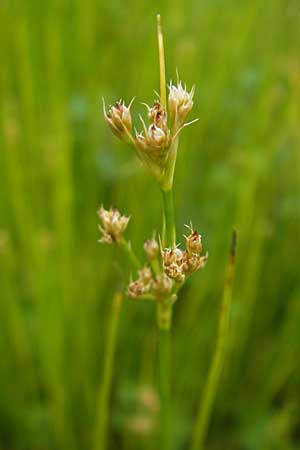 Juncus acutiflorus \ Spitzbltige Binse / Sharp-flowered Rush, D Taunus, Großer Feldberg 11.7.2009