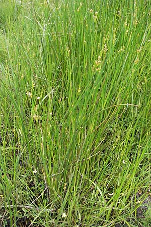 Juncus acutiflorus \ Spitzbltige Binse / Sharp-flowered Rush, D Taunus, Großer Feldberg 11.7.2009