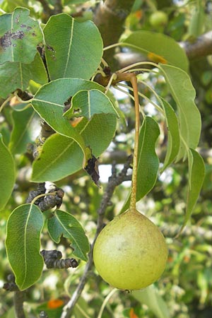 Pyrus pyraster \ Wild-Birne, Holz-Birne / Wild Pear, D Neuleiningen 1.8.2009