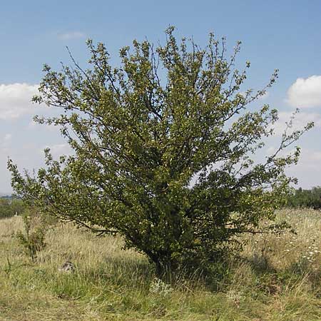 Pyrus pyraster \ Wild-Birne, Holz-Birne / Wild Pear, D Neuleiningen 1.8.2009