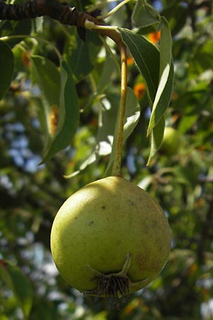 Pyrus pyraster \ Wild-Birne, Holz-Birne / Wild Pear, D Neuleiningen 1.8.2009