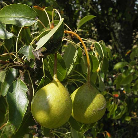 Pyrus pyraster \ Wild-Birne, Holz-Birne / Wild Pear, D Neuleiningen 1.8.2009