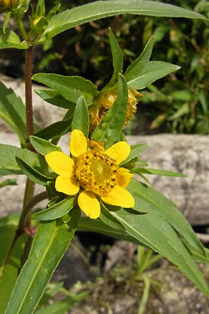 Bidens cernua \ Nickender Zweizahn / Nodding Bur-Marigold, D Karlsruhe 29.8.2009