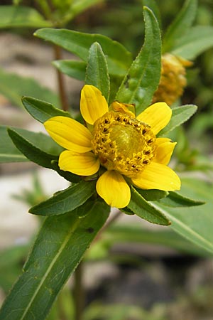 Bidens cernua \ Nickender Zweizahn / Nodding Bur-Marigold, D Karlsruhe 29.8.2009